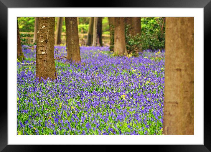Bluebells Framed Mounted Print by Donna Collett