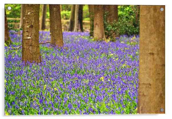 Bluebells Acrylic by Donna Collett