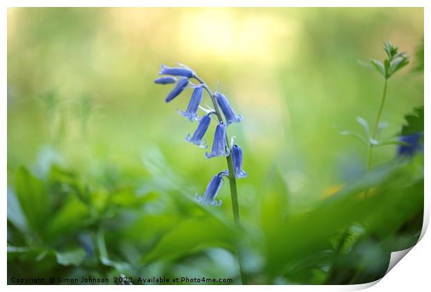 Bluebell Close up Print by Simon Johnson