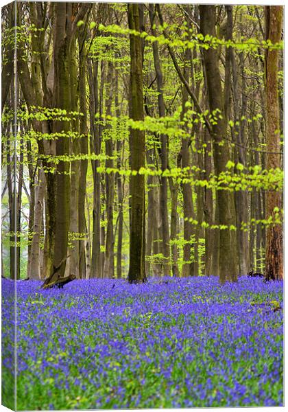 Micheldever Bluebell Wood Canvas Print by Donna Collett