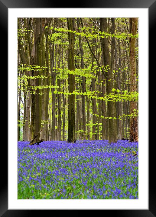 Micheldever Bluebell Wood Framed Mounted Print by Donna Collett