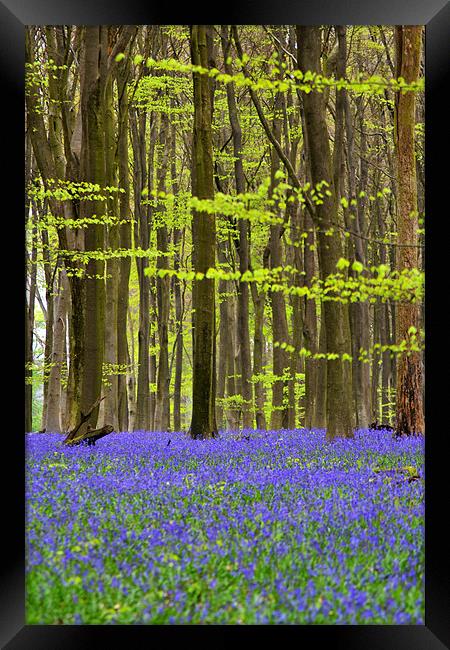 Micheldever Bluebell Wood Framed Print by Donna Collett