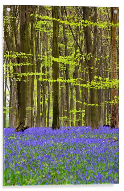 Micheldever Bluebell Wood Acrylic by Donna Collett