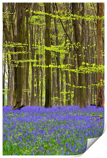 Micheldever Bluebell Wood Print by Donna Collett