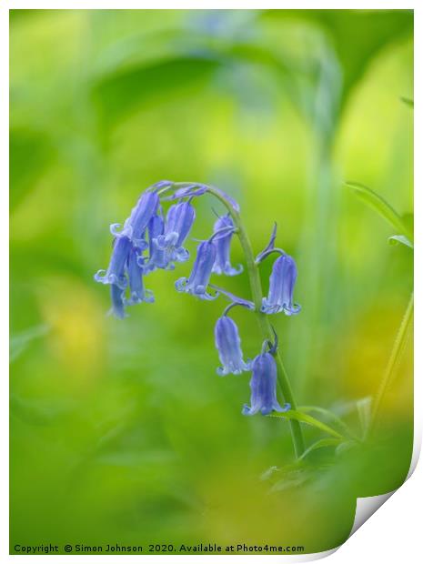 Bluebell close up Print by Simon Johnson