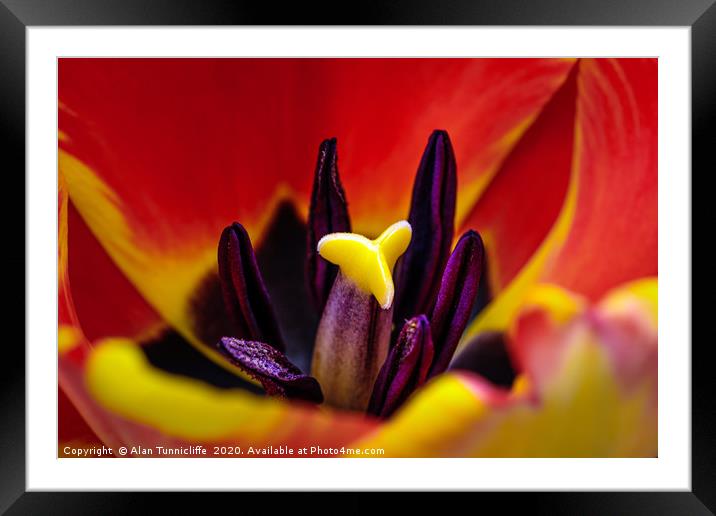 Tulip close up Framed Mounted Print by Alan Tunnicliffe