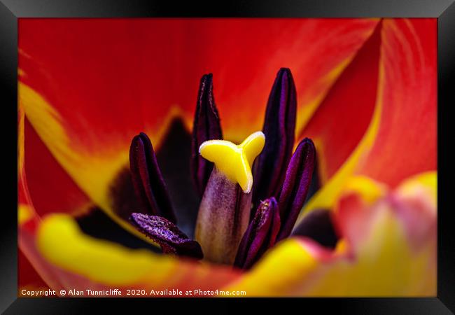 Tulip close up Framed Print by Alan Tunnicliffe