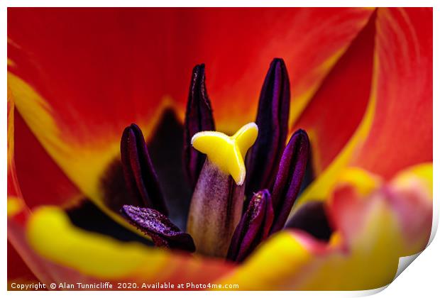 Tulip close up Print by Alan Tunnicliffe