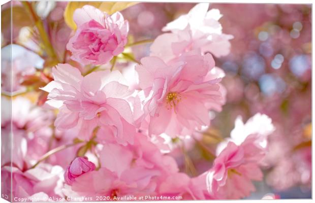 Cherry Blossom  Canvas Print by Alison Chambers