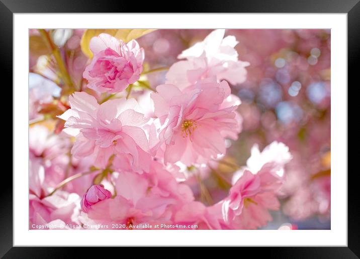Cherry Blossom  Framed Mounted Print by Alison Chambers