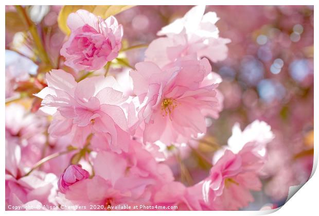 Cherry Blossom  Print by Alison Chambers
