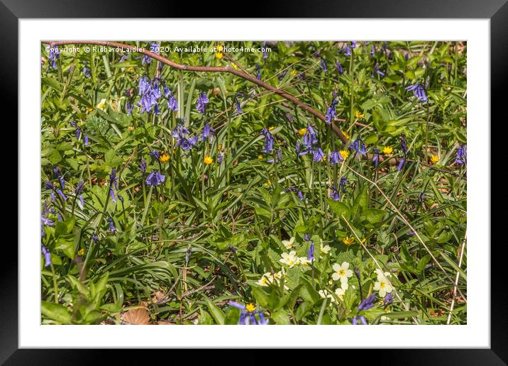 Spring Cheer - Bluebells and Primroses Framed Mounted Print by Richard Laidler