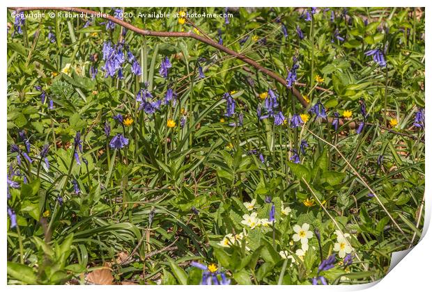 Spring Cheer - Bluebells and Primroses Print by Richard Laidler