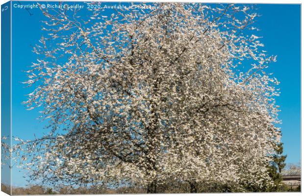Spring Cheer - Flowering White Cherry Canvas Print by Richard Laidler