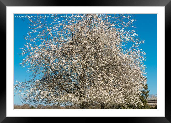 Spring Cheer - Flowering White Cherry Framed Mounted Print by Richard Laidler