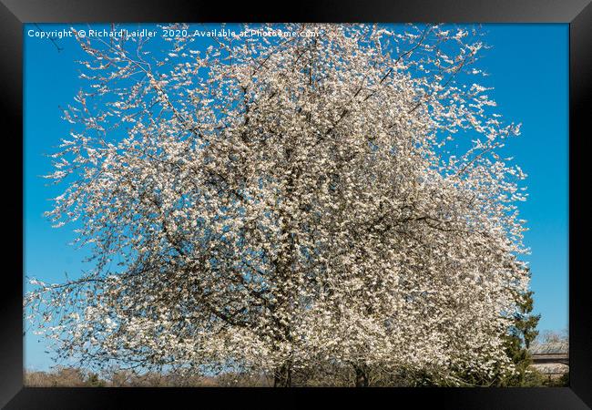 Spring Cheer - Flowering White Cherry Framed Print by Richard Laidler