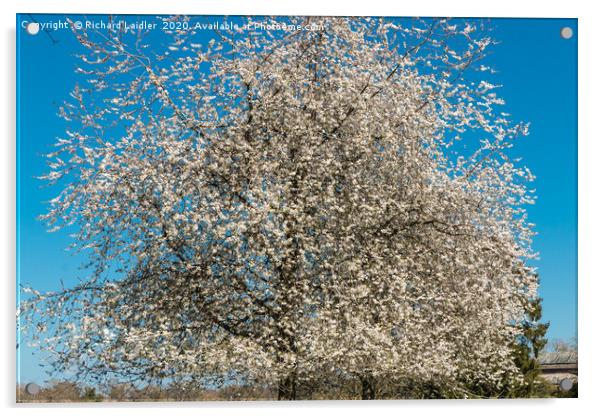 Spring Cheer - Flowering White Cherry Acrylic by Richard Laidler