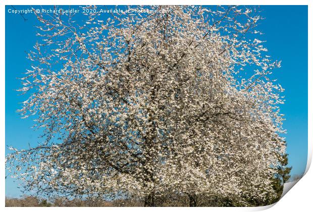 Spring Cheer - Flowering White Cherry Print by Richard Laidler