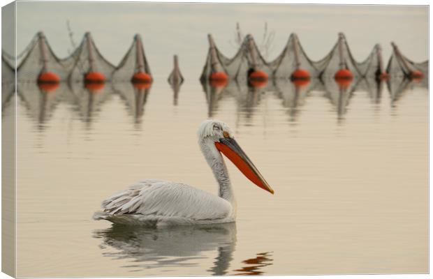 Pelican swimming in a lake with fishing nets. Canvas Print by Anahita Daklani-Zhelev