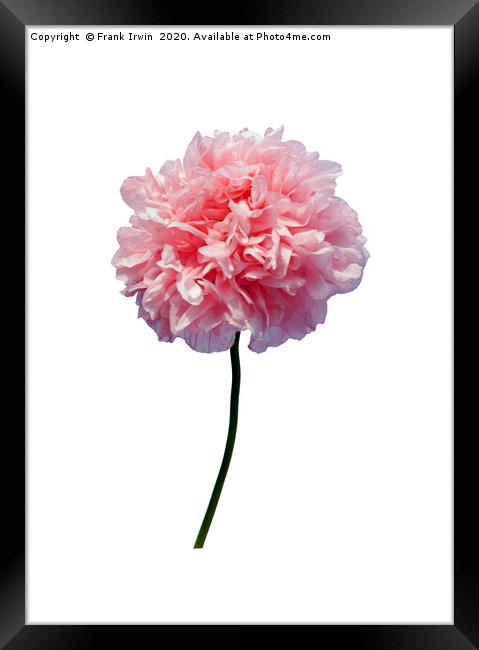 Beautiful Pink Poppy Framed Print by Frank Irwin