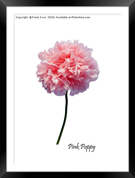 Beautiful Pink Poppy from the wild Framed Mounted Print by Frank Irwin