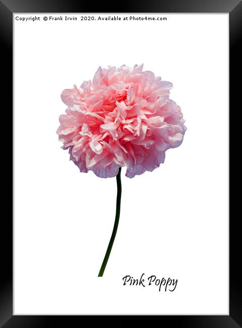 Beautiful Pink Poppy from the wild Framed Print by Frank Irwin
