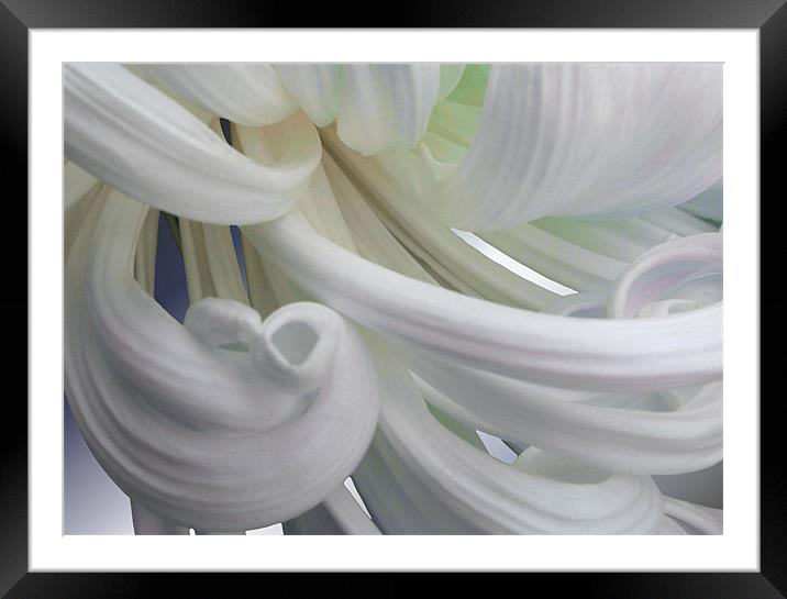 Curly Chrysanthemum II Framed Mounted Print by Nicola Hawkes