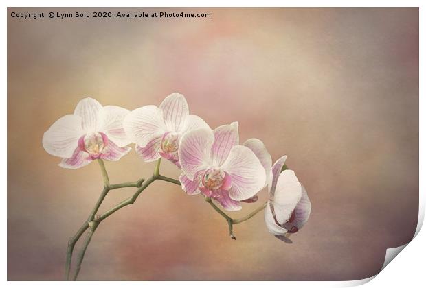 Orchid Spray  Print by Lynn Bolt