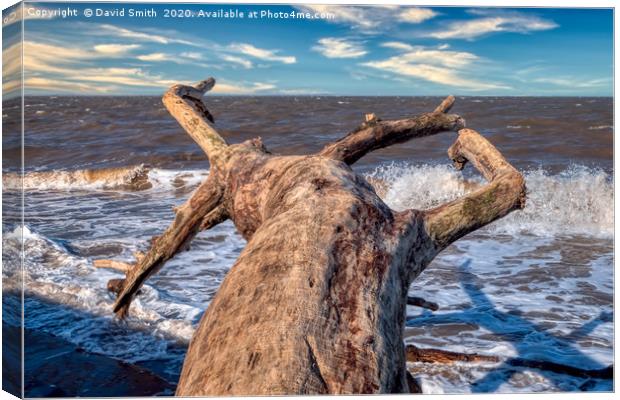 Driftwood Canvas Print by David Smith