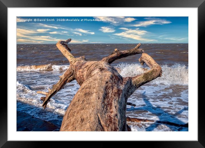 Driftwood Framed Mounted Print by David Smith