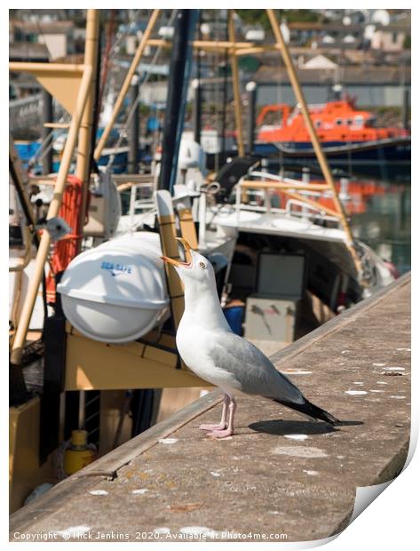 Herring Gull Squawking Newlyn Harbour Print by Nick Jenkins