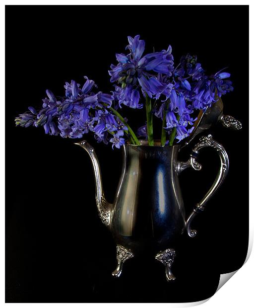 Bluebells in Silver Print by Dawn O'Connor