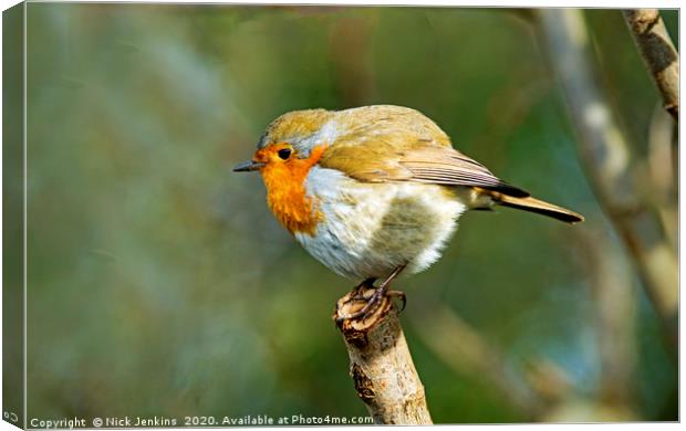Robin with plumped up feathers on a twig January Canvas Print by Nick Jenkins