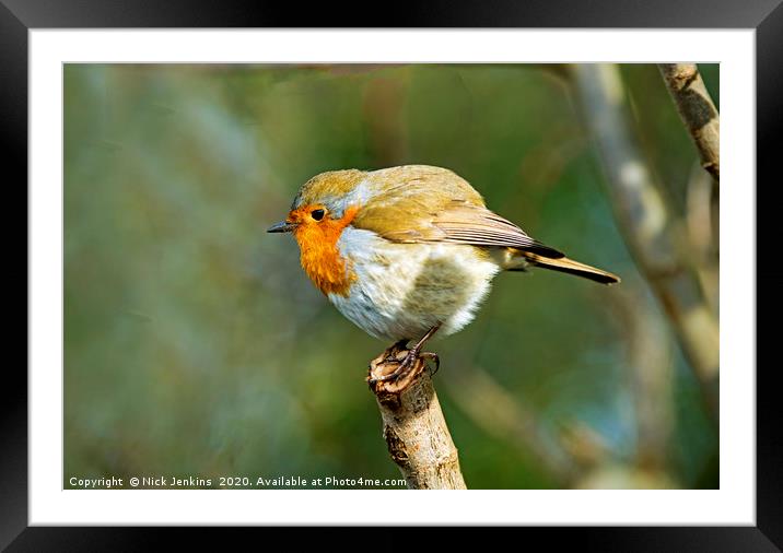 Robin with plumped up feathers on a twig January Framed Mounted Print by Nick Jenkins
