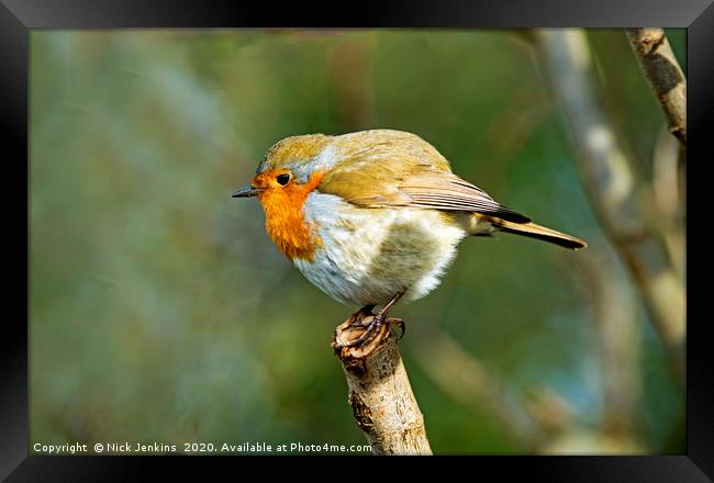 Robin with plumped up feathers on a twig January Framed Print by Nick Jenkins