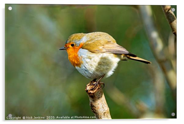 Robin with plumped up feathers on a twig January Acrylic by Nick Jenkins
