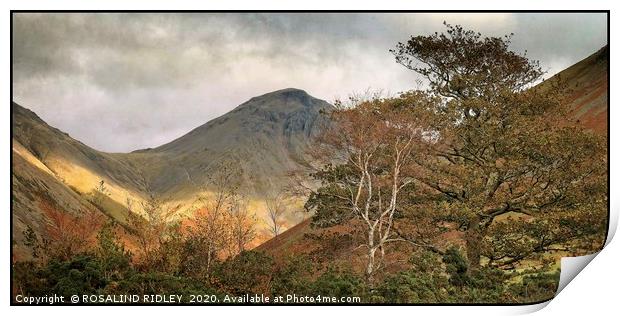 " Autumn Trees at Great Gable 3" Print by ROS RIDLEY