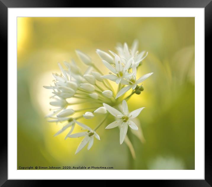 Sunlit garlic flower Framed Mounted Print by Simon Johnson