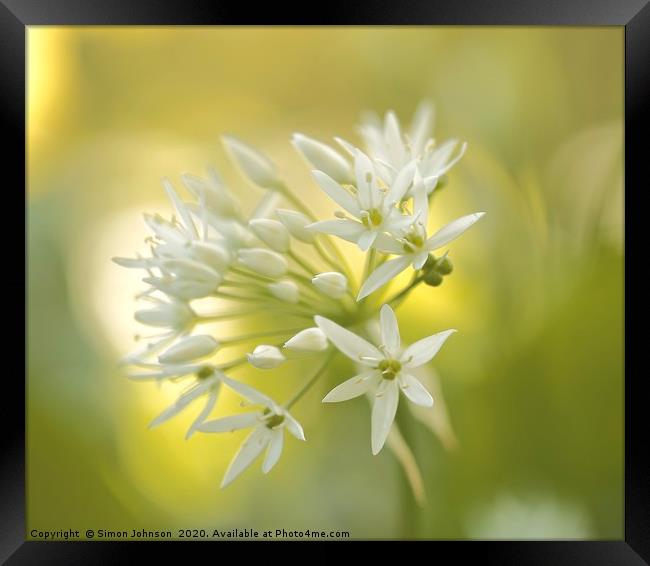 Sunlit garlic flower Framed Print by Simon Johnson