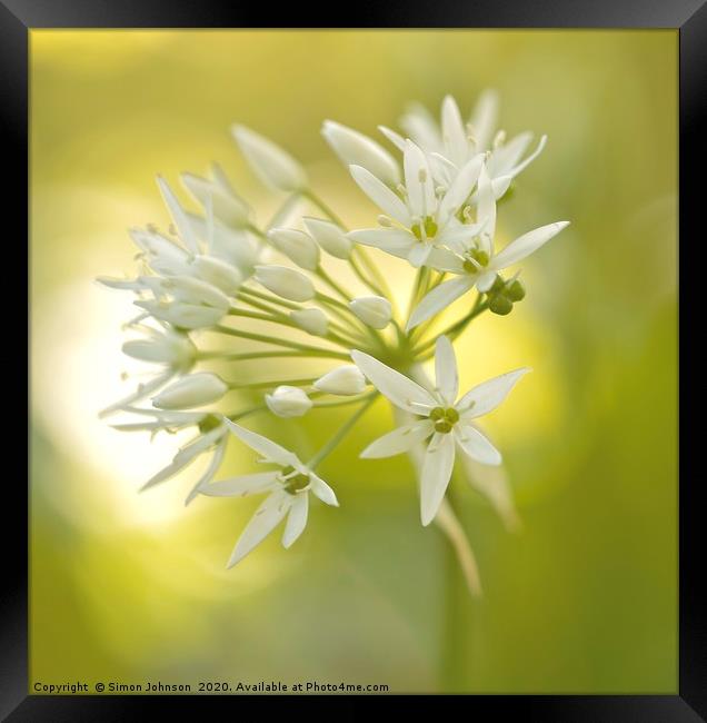 garlic flower Framed Print by Simon Johnson