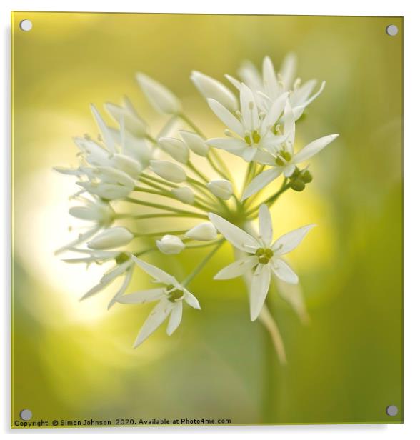 garlic flower Acrylic by Simon Johnson