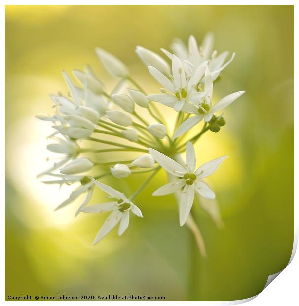 garlic flower Print by Simon Johnson