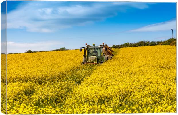 Rapeseed Field in full bloom Isle of Anglesey Nort Canvas Print by Gail Johnson