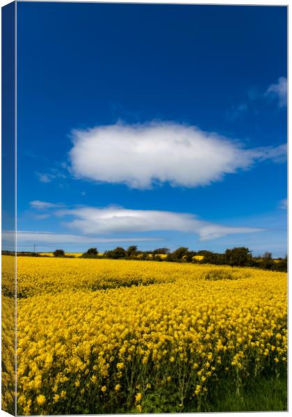 Rapeseed Field in full bloom Isle of Anglesey Nort Canvas Print by Gail Johnson