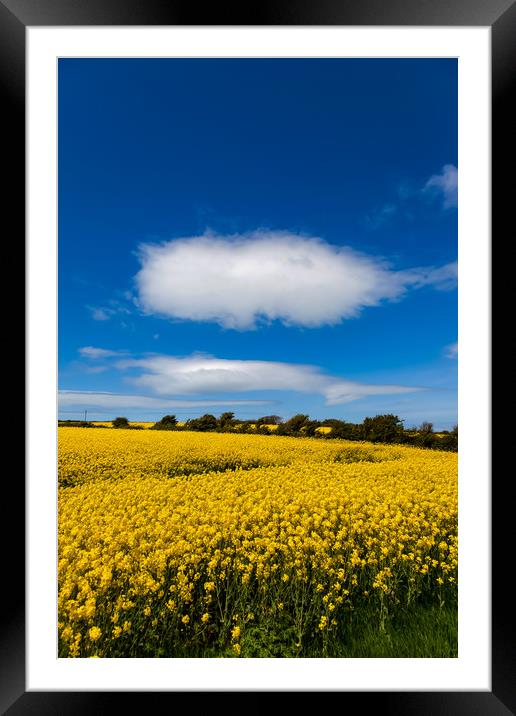 Rapeseed Field in full bloom Isle of Anglesey Nort Framed Mounted Print by Gail Johnson