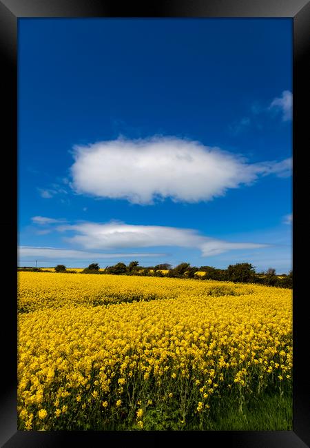 Rapeseed Field in full bloom Isle of Anglesey Nort Framed Print by Gail Johnson