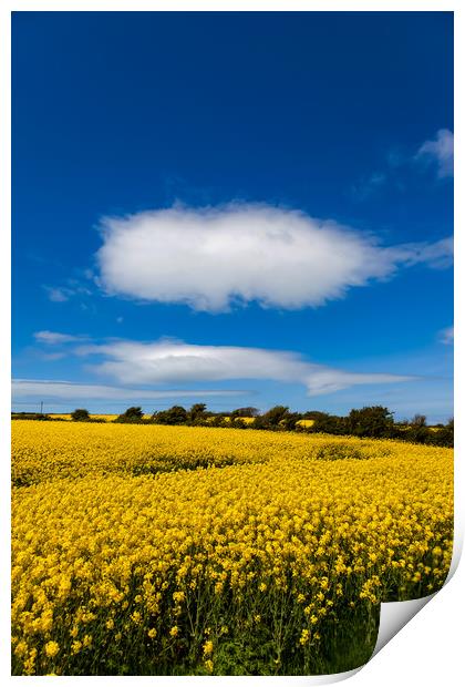 Rapeseed Field in full bloom Isle of Anglesey Nort Print by Gail Johnson
