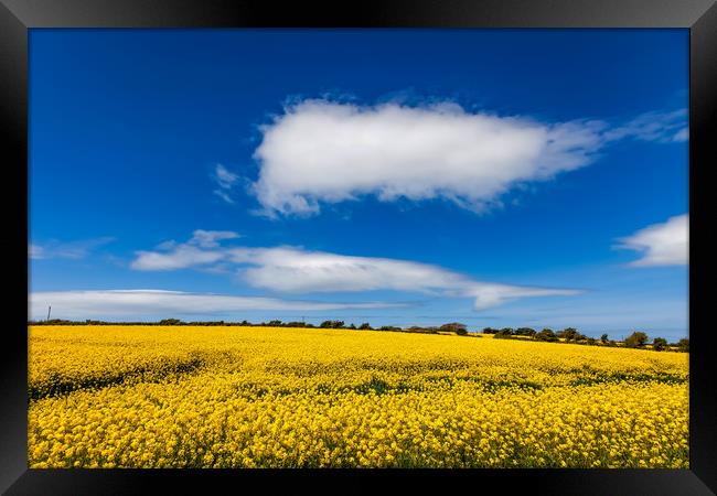 Rapeseed Field in full bloom Isle of Anglesey Nort Framed Print by Gail Johnson