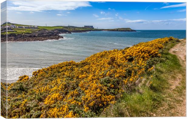 Spring Views around Caemes Bay with teh gorse out  Canvas Print by Gail Johnson