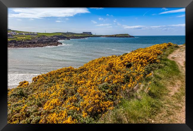 Spring Views around Caemes Bay with teh gorse out  Framed Print by Gail Johnson